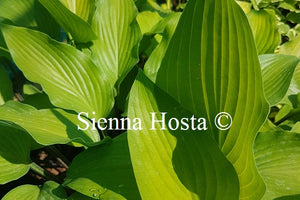 Hosta Funky Monkey'