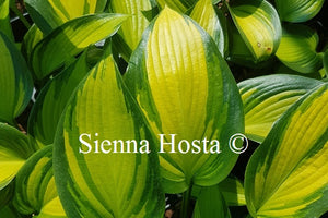 Hosta 'June Spirit'