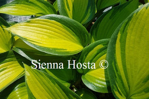 Hosta 'June Spirit'