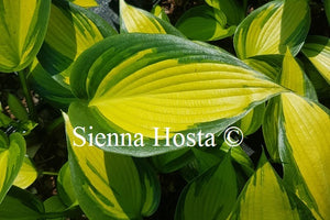 Hosta 'June Spirit'