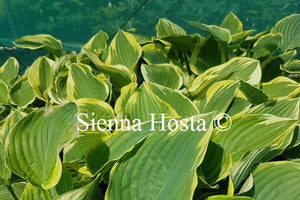 Hosta 'Lakeside Roy El'