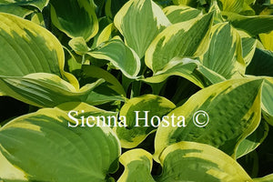 Hosta 'Lakeside Roy El'