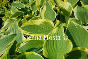 Hosta Lakeside Roy El