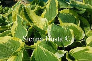 Hosta Lakeside Roy El