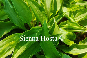 Hosta Lemon Delight