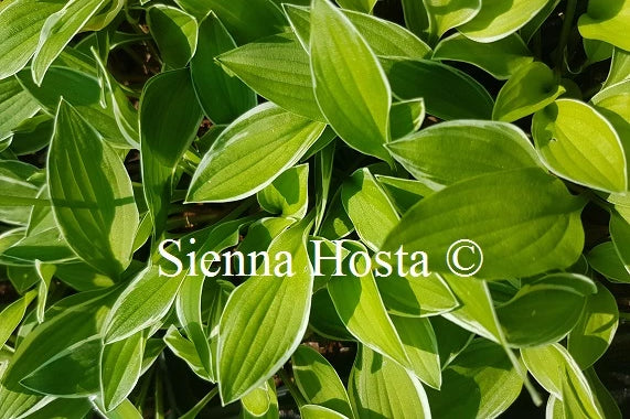 Hosta 'Little White Lines'