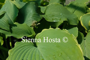 Hosta 'Triple Ripple'