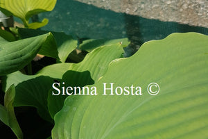 Hosta 'Triple Ripple'