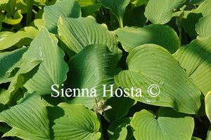 Hosta 'Triple Ripple'