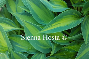 Hosta 'Stand By Me'