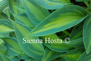 Hosta 'Stand By Me'