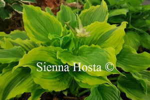 Hosta 'One Last Dance'