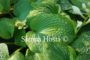 Hosta Gray Cole