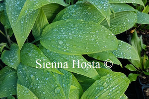 Hosta longipes f. hypoglauca