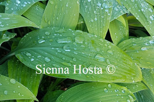 Hosta longipes f. hypoglauca