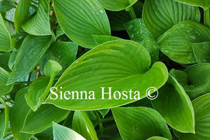 Hosta Mountain Green