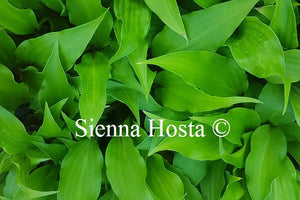 Hosta Little Red Joy