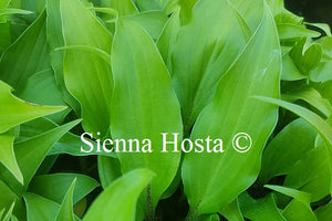 Hosta Little Red Joy