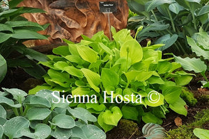 Hosta 'Amber Tiara'