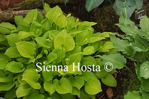 Hosta 'Amber Tiara'