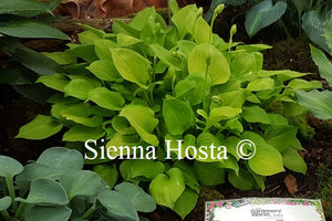 Hosta Amber Tiara