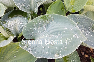 Hosta Love Pat