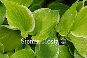 Hosta Winter Snow