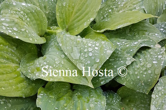 Hosta The British are Coming