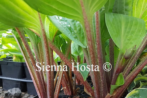 Hosta 'The British are Coming' Red Stems