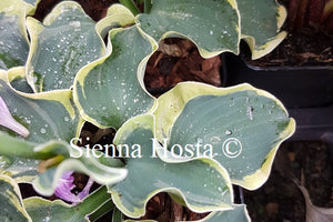 Hosta Smiling Mouse