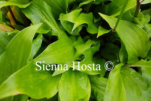 Hosta Red Salamander