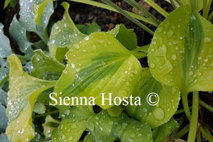 Hosta Luna Moth