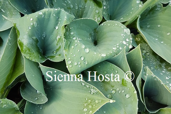 Hosta Blue Monday