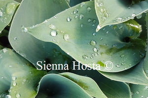 Hosta Blue Monday