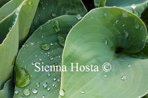 Hosta Blue Monday