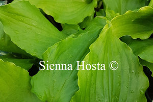 Hosta 'Cranberry Wine'