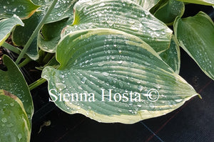 Hosta 'Flemish Angel'