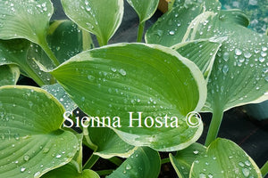 Hosta 'Flemish Angel'