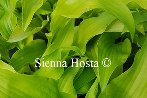 Hosta 'Hadpsen Sampire'