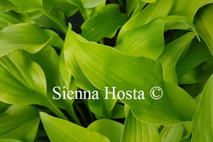 Hosta 'Hadspen Samphire'