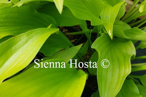 Hosta Hadpsen Samphire