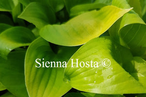 Hosta 'Limetini'