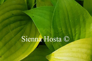 Hosta 'Limetini'