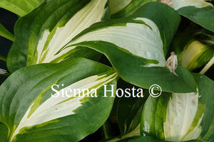 Hosta Lakeside Meter Maid