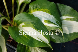 Hosta 'Lakeside Meter Maid'