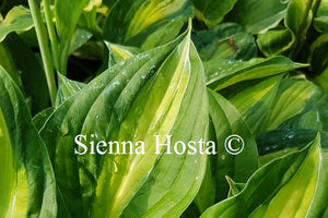 Hosta 'Mata Hari'