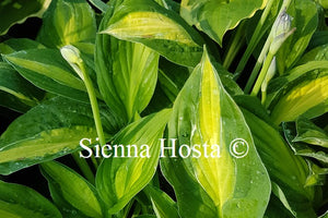 Hosta 'Mata Hari'