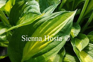 Hosta 'Mata Hari'