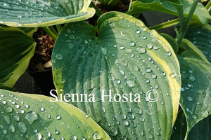 Hosta 'Megan's Angel'