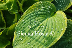 Hosta 'Megan's Angel'